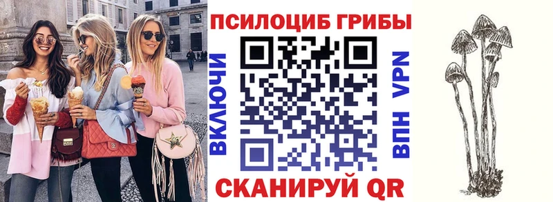 Псилоцибиновые грибы Psilocybe Лысково